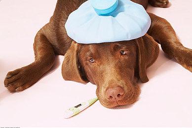 腾讯国漫手游《狐妖小红娘》宣布停运 6月16日关闭服务器